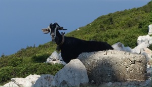 Ithaca Greece goat